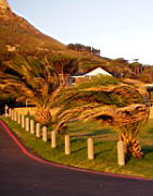 clifton IMGP5440.JPG